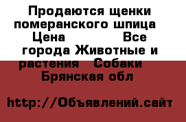 Продаются щенки померанского шпица › Цена ­ 45 000 - Все города Животные и растения » Собаки   . Брянская обл.